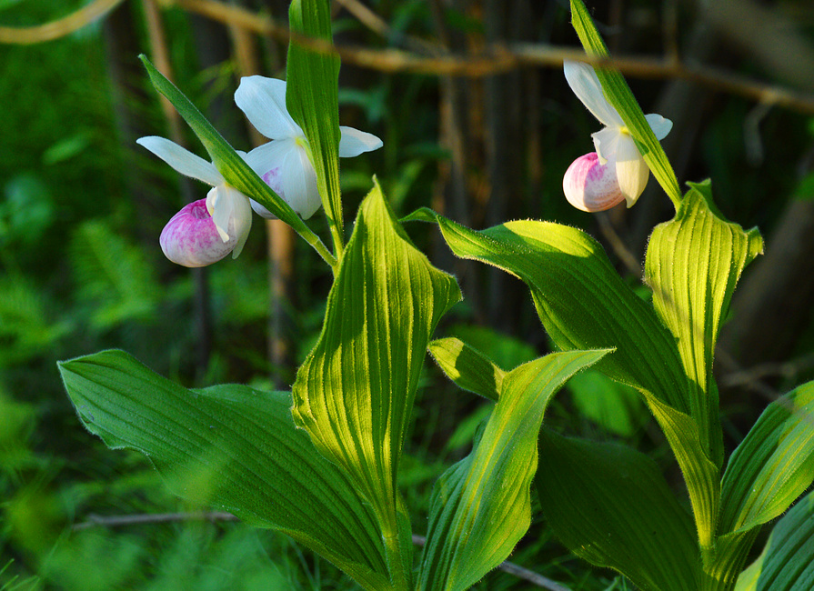 [Showy Ladyslippers]
