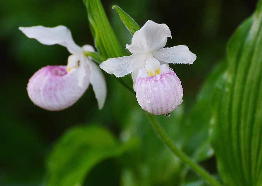 [Showy Ladyslippers]