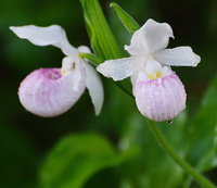 [Showy Ladyslippers]