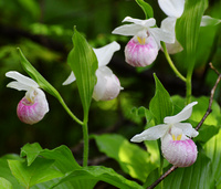[Showy Ladyslippers]