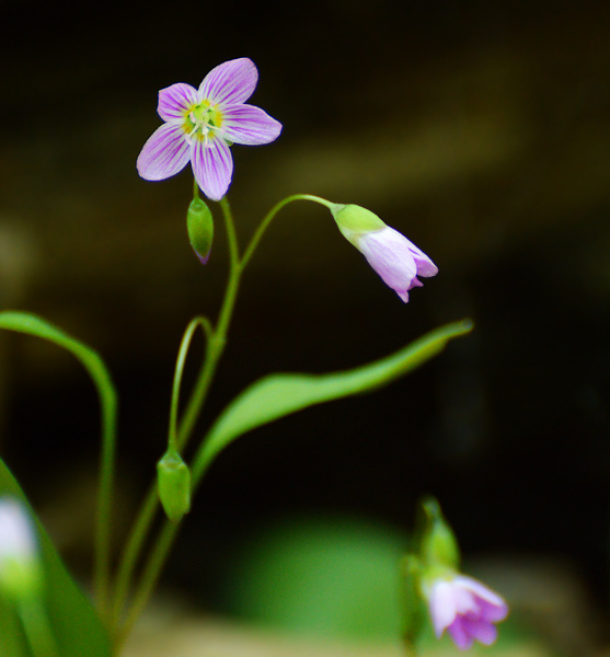 [Spring Beauty]