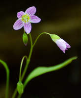 [Spring Beauty]