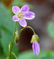 [Spring Beauty]