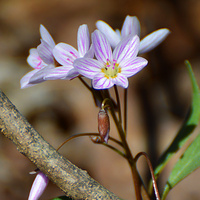 [Spring Beauty]