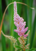 [Steeplebush]