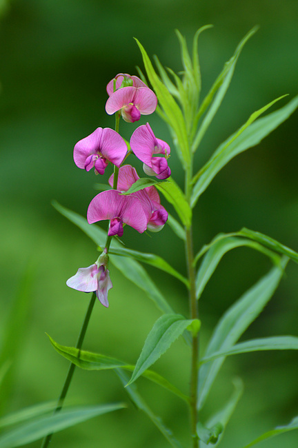 [Sweet Pea]