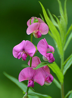 [Sweet Pea]