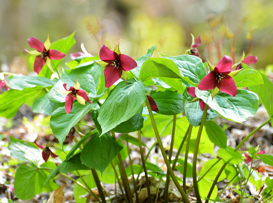 [Red Trillium Garden]