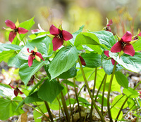 [Red Trillium Garden]