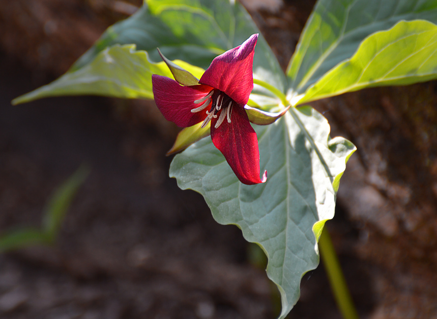[Red Trillium]