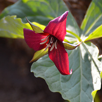 [Red Trillium]