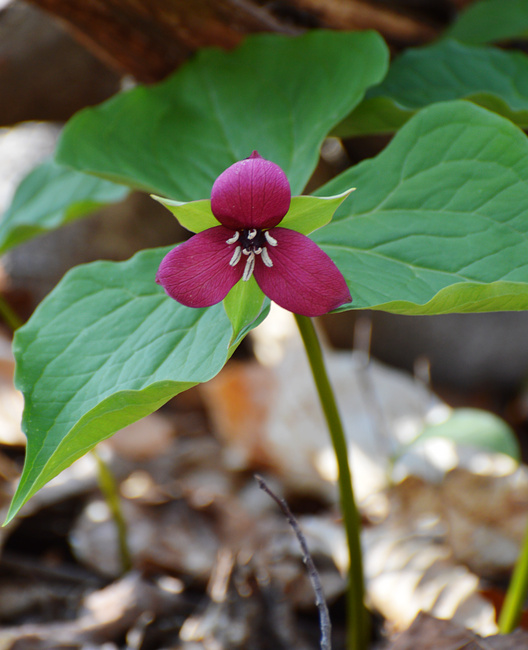 [Red Trillium]