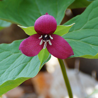 [Red Trillium]