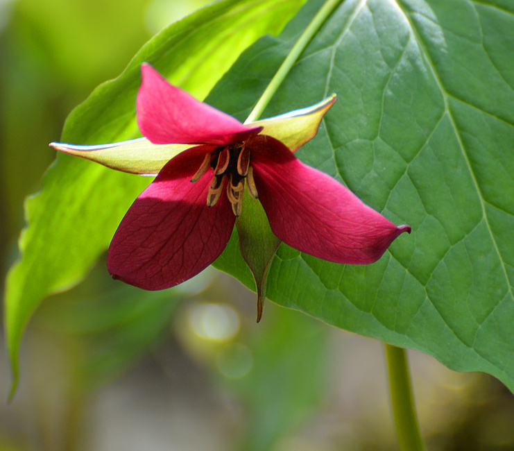 [Red Trillium]