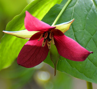 [Red Trillium]