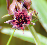 [Swamp Cinquefoil]