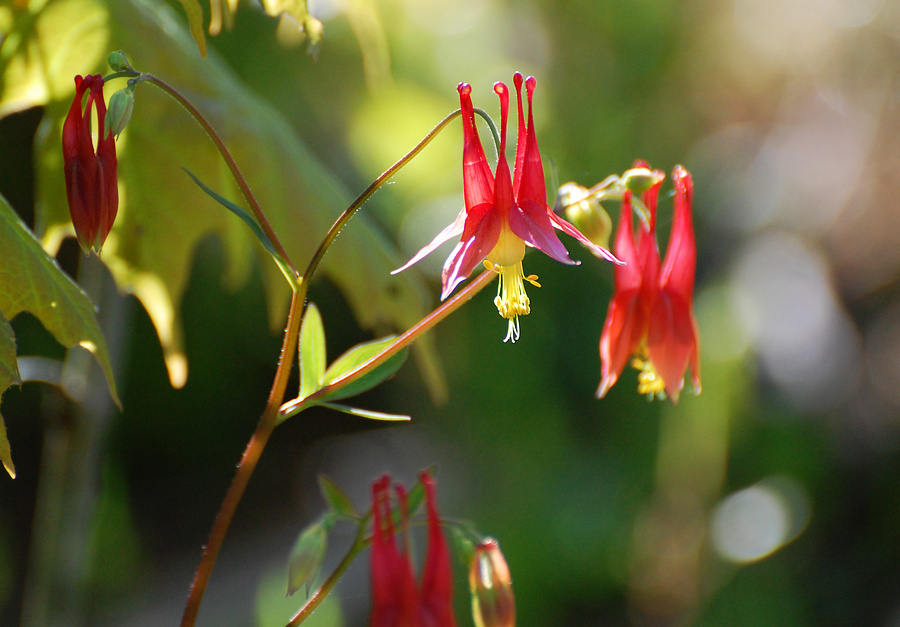 [Wild Columbine]