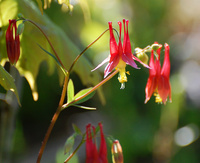 [Wild Columbine]