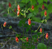 [Wild Columbine]