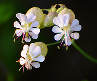 [Bladder Campion]
