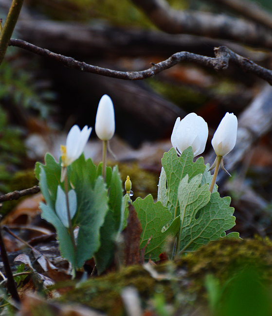 [Bloodroot]