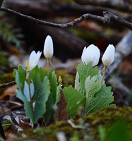 [Bloodroot]