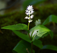 [Canada Mayflower]