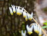 [Dutchman's Breeches]