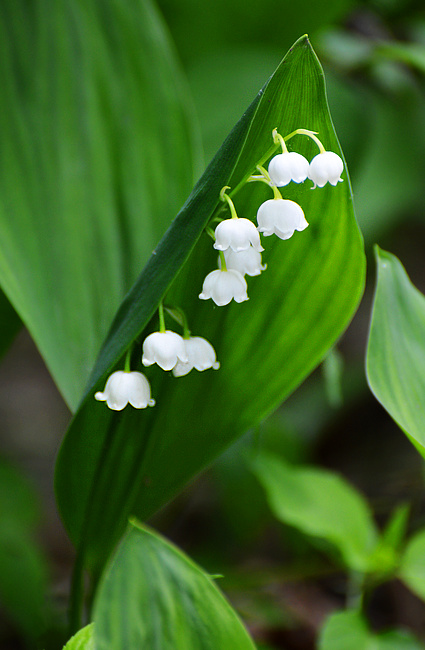 [Lily-of-the-valley]