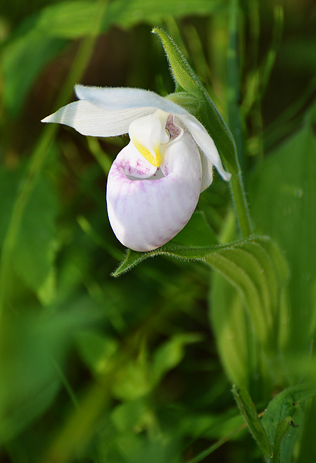 [Showy Ladyslipper]