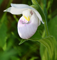 [Showy Ladyslipper]
