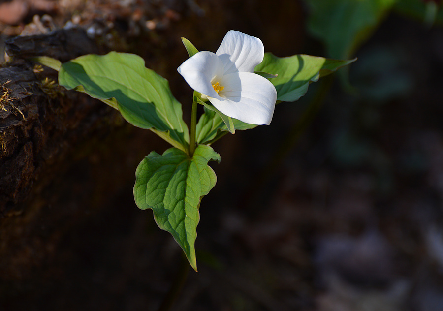 [Wallflower]