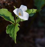 [Wallflower]