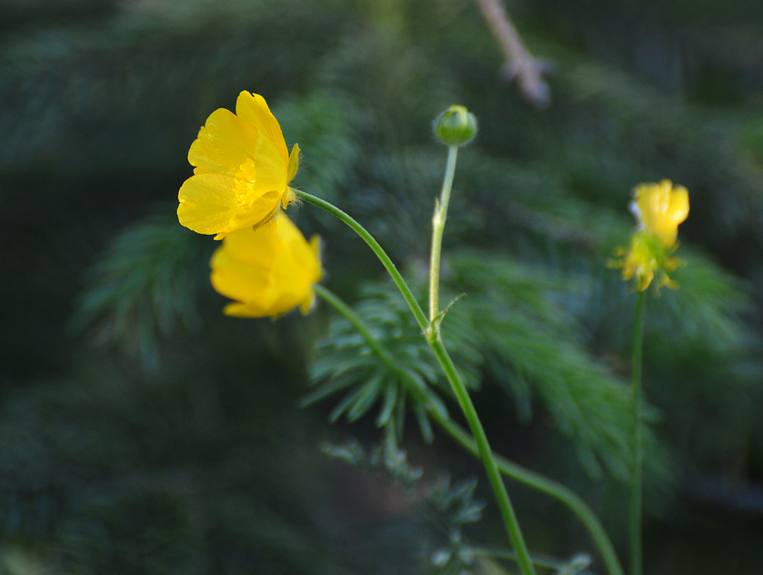 [Common Buttercup]