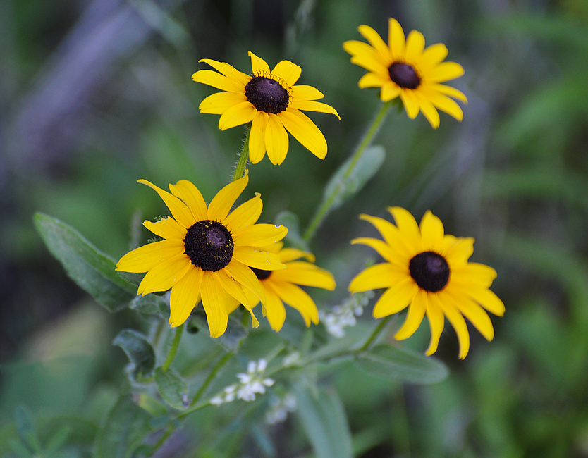 [Reaching For The Sun]