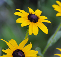[Reaching For The Sun]