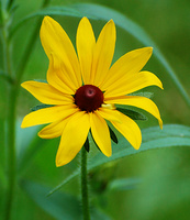 [Black-eyed Susan]