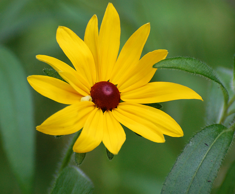 [Black-Eyed Susan]