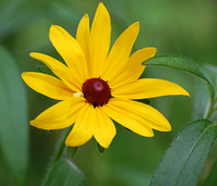 [Black-Eyed Susan]