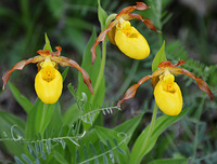 [The Three Sisters]