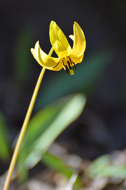 [Trout Lily]