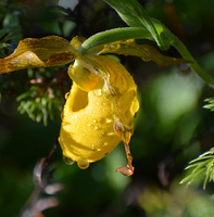 [Yellow Ladyslipper]