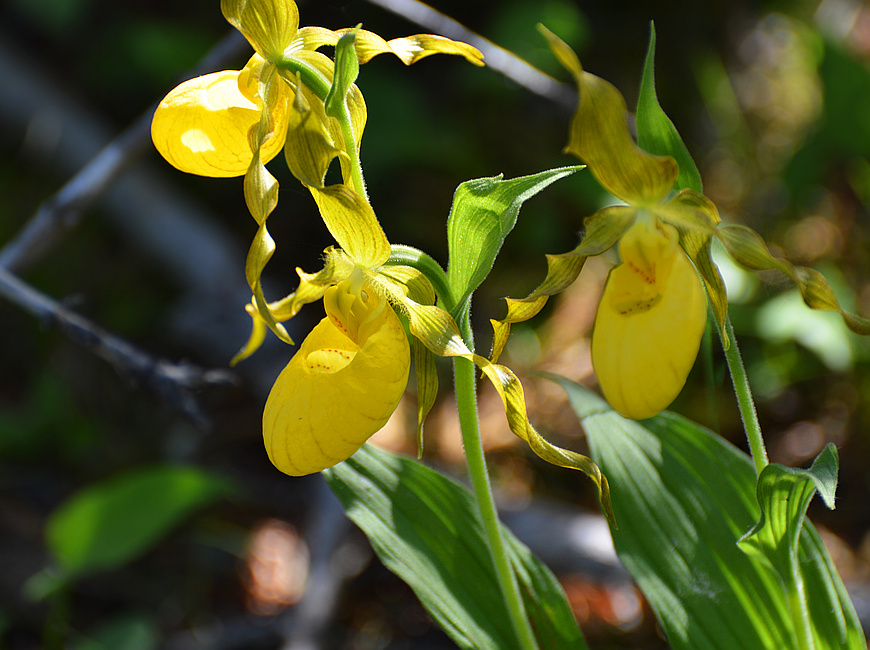 [Yellow Ladyslippers]