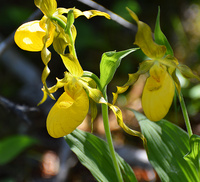 [Yellow Ladyslippers]
