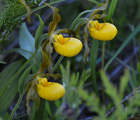 [Yellow Ladyslippers]
