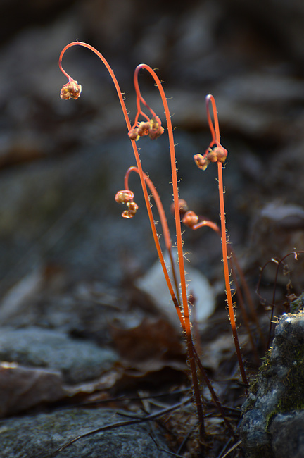 [Alien Sprouts]