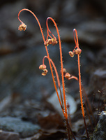 [Alien Sprouts]