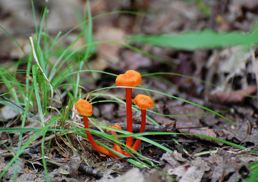 [Fairy Helmets]