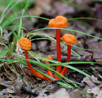 [Fairy Helmets]