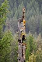 [Lichen Snag]